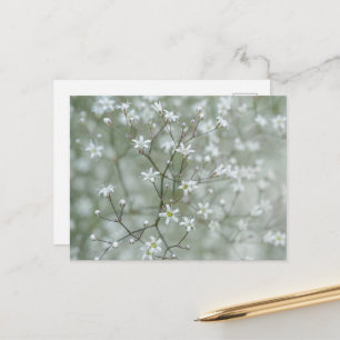 Fotografie van botanische baby's adem bloem plant briefkaart