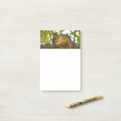 Fotografie van Cute & Curious Squirrel Natuur Post-it® Notes (Op bureau)