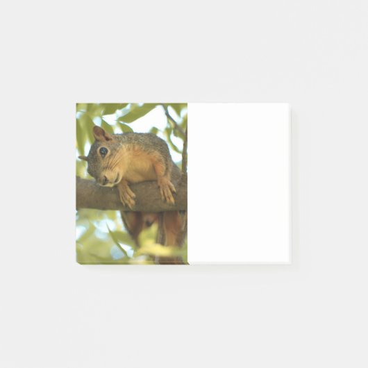 Fotografie van Cute & Curious Squirrel Natuur Post-it® Notes (Voorkant)