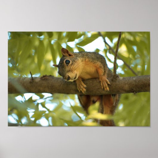 Fotografie van Cute & Curious Squirrel Natuur Poster (Voorkant)