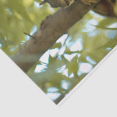 Fotografie van Cute & Curious Squirrel Natuur Tissuepapier (Detail)