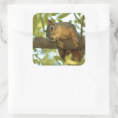 Fotografie van Cute & Curious Squirrel Natuur Vierkante Sticker (Tas)