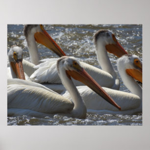 Fotografie van de Amerikaanse White Pelican Natuur Poster