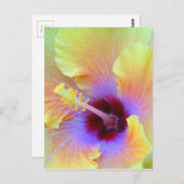 Fotografie van de sluier van de muizerder briefkaart (Voorkant / Achterkant)