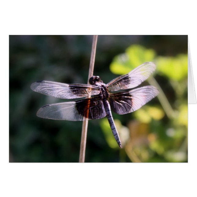 Fotografie van de weduwenkrakker Dragonfly (Voorkant Horizontaal)