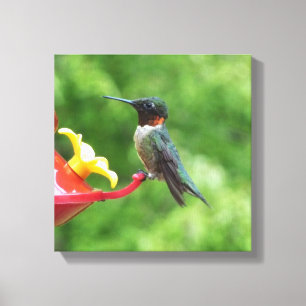 Fotografie van een roodkeelkolibrie canvas afdruk