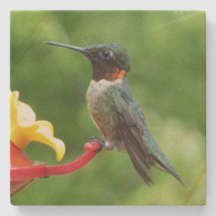 Fotografie van een roodkeelkolibrie stenen onderzetter