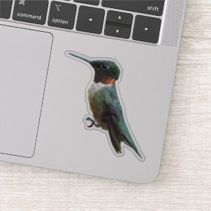Fotografie van een roodkeelkolibrie sticker