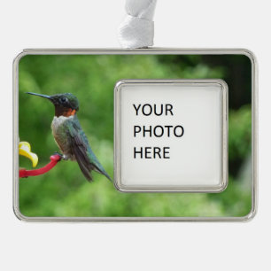 Fotografie van een roodkeelkolibrie verzilverd kader ornament