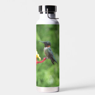 Fotografie van een roodkeelkolibrie waterfles
