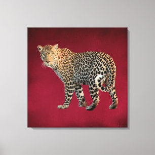 Fotografie van gepotte wilde kat canvas afdruk