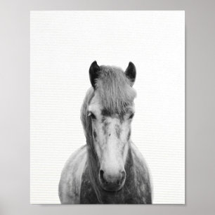 Fotografie van het grijze paard, van het zwarte en poster