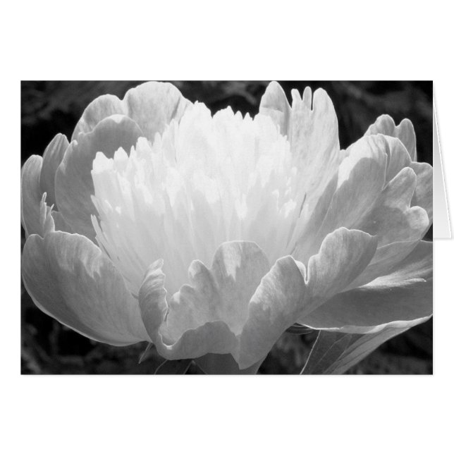 Fotografie van Peony Kaarten (Voorkant Horizontaal)