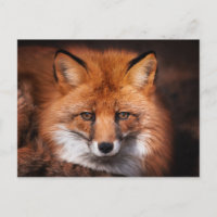 Fotografie van rode vos in bosland