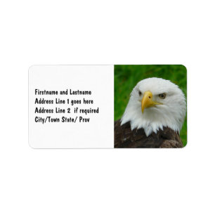 Fotografie van wilde vogels - Amerikaanse Bald Eag Etiket