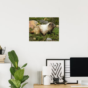 Fotografie van witkoph marmot in het wild poster