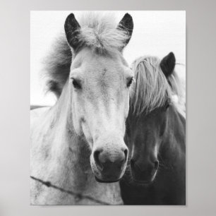 Fotografie van zwarte en witte paarden poster