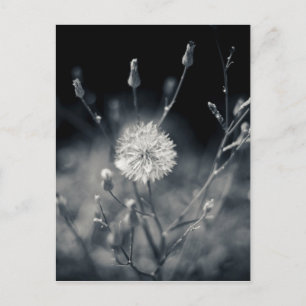 Fotografie zwart-wit Dandelion Briefkaart