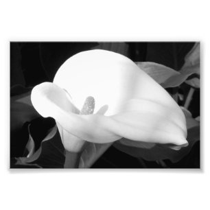 Fotografische afdruk Cala Lily