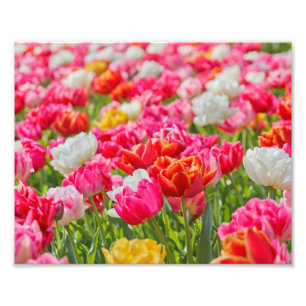Fotografische afdruk - Levendige tulpen