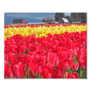 Fotografische afdruk rode en gele tulpen