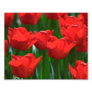 Fotografische afdruk rode tulpen