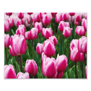 Fotografische afdruk-Roze tulpen Foto Afdruk