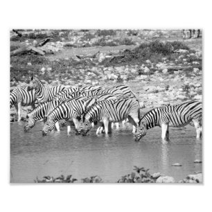 Fotografische afdruk zebra's