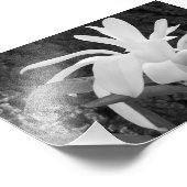 Fotografische printster Magnolia Foto Afdruk (Hoek)