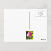 FOTOGRAPH BRIEFKAART "BUDDLOTUS" (Achterkant)