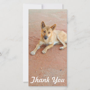 Fotokaart - Australische dingo Bedankkaart