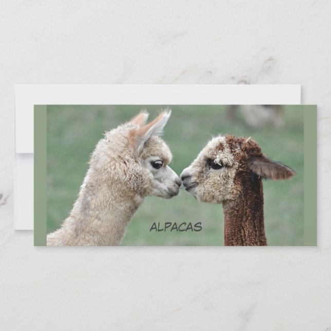 Fotokaart van Alpacas (Voorkant)
