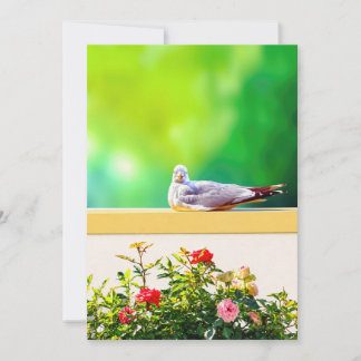 Fotokaart van meeuw, cadeau over kustnatuur, Binne Bedankkaart
