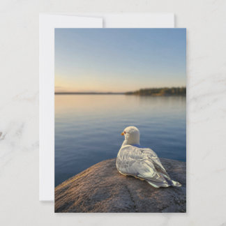 Fotokaart van meeuw, cadeau over kustnatuur, Binne Bedankkaart
