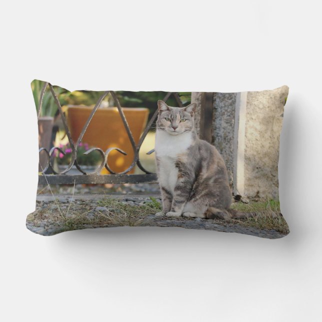 Fotokat, dieren en kussen (Voorkant)