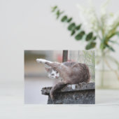 Fotokat , huisdier , dieren . briefkaart (Staand voorkant)