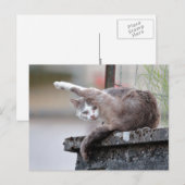 Fotokat , huisdier , dieren . briefkaart (Voorkant / Achterkant)