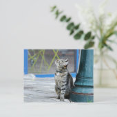 Fotokat , huisdier , dieren . briefkaart (Staand voorkant)
