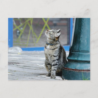 Fotokat , huisdier , dieren . briefkaart