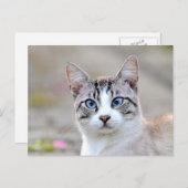 Fotokat , huisdier , dieren . briefkaart (Voorkant / Achterkant)
