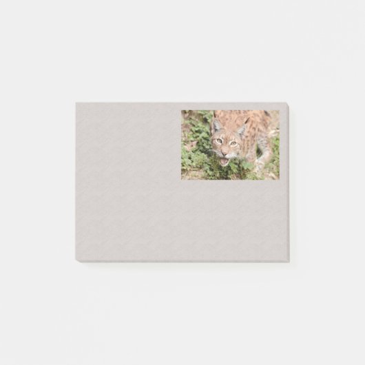 Fotokat, lynx, dieren post-it® notes (Voorkant)