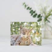 Fotolynx , dieren . briefkaart (Staand voorkant)
