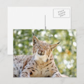 Fotolynx , dieren . briefkaart (Voorkant / Achterkant)