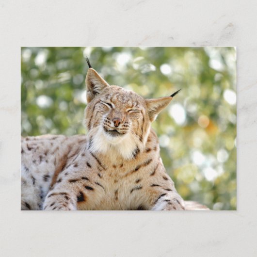 Fotolynx , dieren . briefkaart (Voorkant)