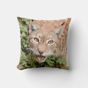 Fotolynx, kat, dieren, kussen en kussen