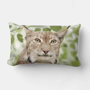 Fotolynxkat, dieren, kussen weggooien