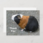 Fotomateriaal van cavia's Bedankt Briefkaart (Voorkant / Achterkant)