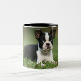 Fotomok Cutest Boston Terrier Tweekleurige Koffiemok
