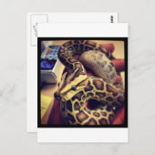 Fotoontwerp van de hypo-baby birmese python. briefkaart (Voorkant / Achterkant)