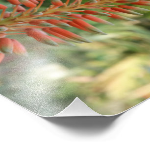 Fotopapier van Aloë Vera Kodak (satijn) Foto Afdruk